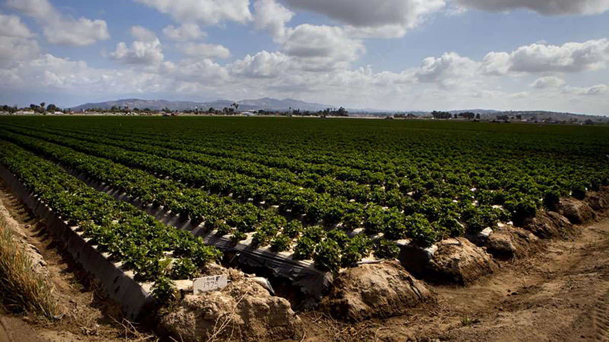 Even organic strawberries are grown with dangerous pesticides Reveal